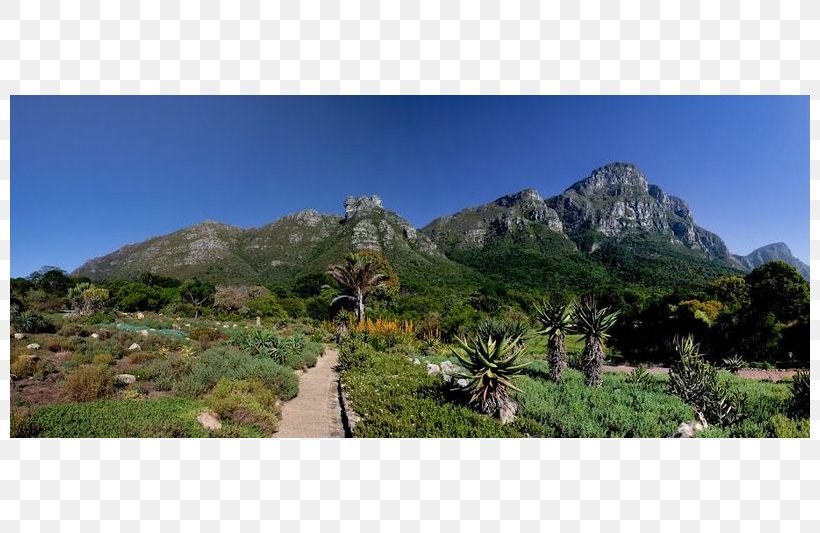 Kirstenbosch National Botanical Garden Park Garden Route, PNG, 800x533px, Botanical Garden, Botany, Cape Town, Ecosystem, Garden Download Free