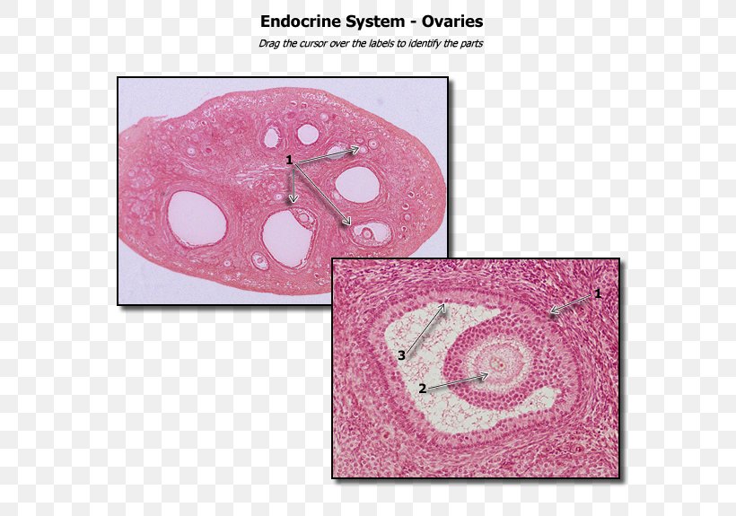 Ovary Human Anatomy Histology Urinary Bladder, PNG, 600x575px, Watercolor, Cartoon, Flower, Frame, Heart Download Free