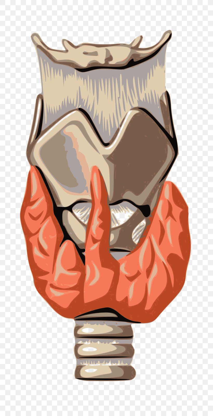 Parathyroid Gland Endocrine System Lobe, PNG, 725x1600px, Thyroid, Anatomy, Endocrine Gland, Endocrine System, Fictional Character Download Free