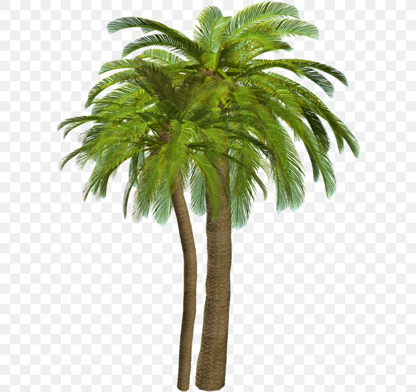 Palm Trees Clip Art Adobe Photoshop File Format, PNG, 600x774px, Palm ...