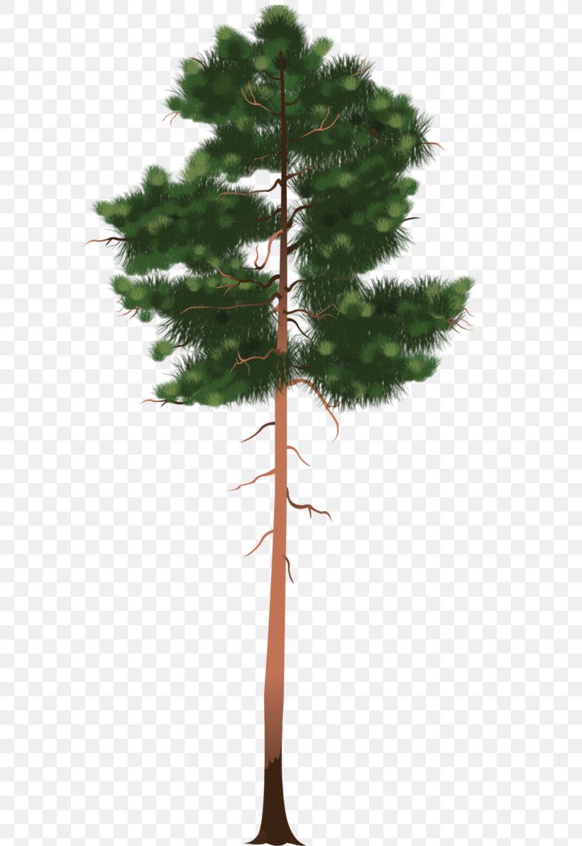 Spruce Flowerpot Larch Houseplant Twig, PNG, 670x1191px, Spruce, Branch, Christmas Ornament, Conifer, Evergreen Download Free
