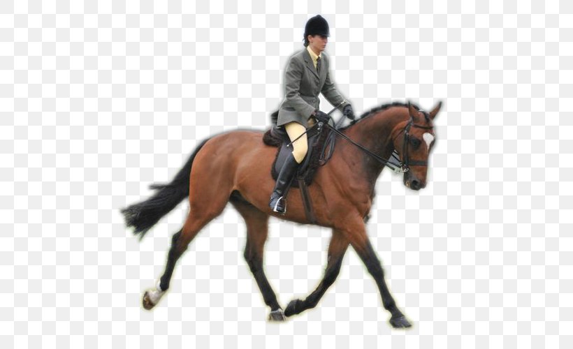 American Quarter Horse Equestrian Bridle Appaloosa Rein, PNG, 500x500px, American Quarter Horse, Animal, Animal Sports, Animal Training, Appaloosa Download Free