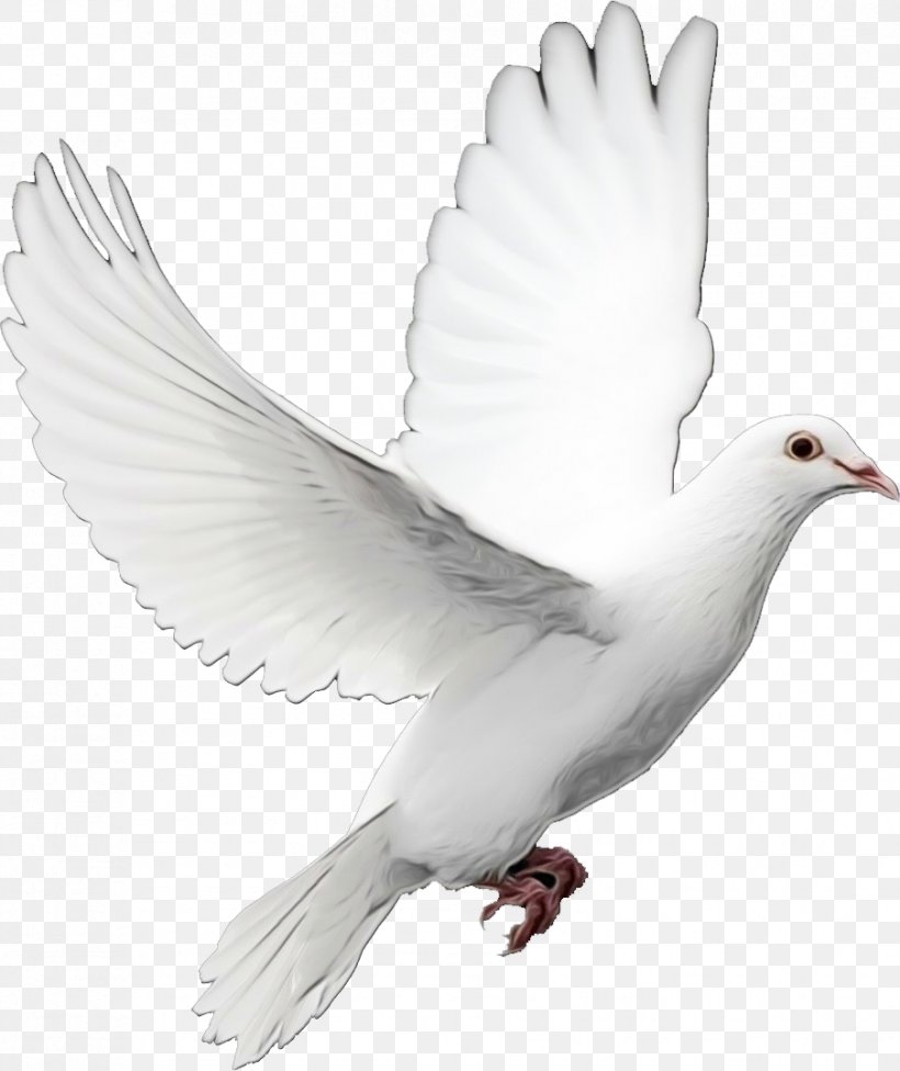 Dove Bird, PNG, 903x1075px, Pigeons And Doves, Animal, Beak, Bird, Feather Download Free