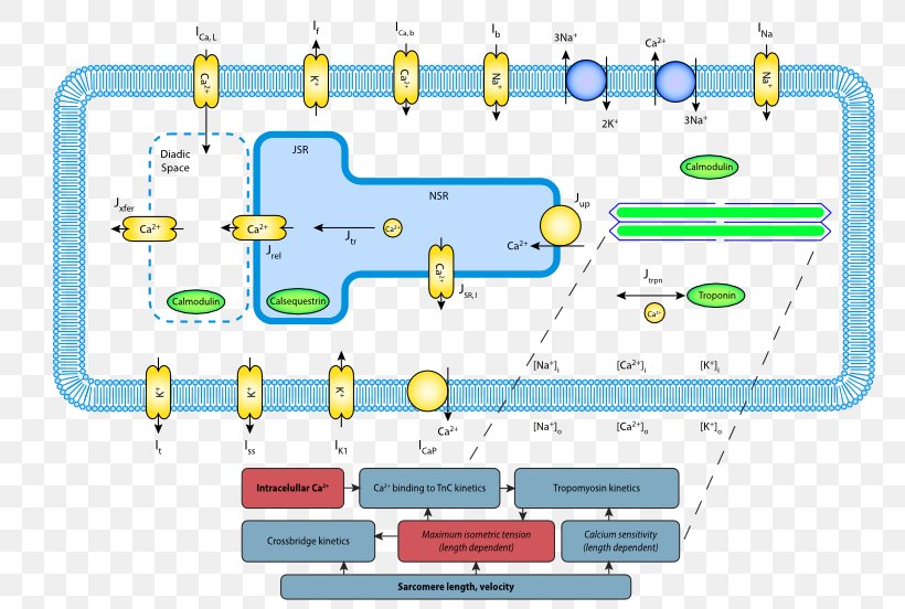 Line Point Technology, PNG, 766x552px, Point, Area, Calcium, Diagram, Material Download Free