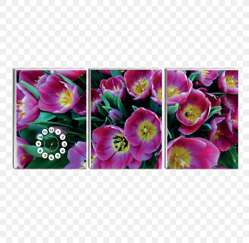 Petal Tulip Flower Blume Peony, PNG, 800x800px, Petal, Blume, Divinity, Flora, Floral Design Download Free