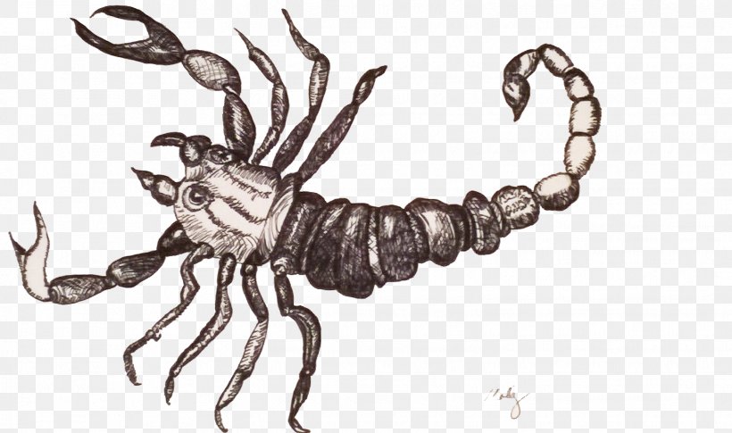Scorpion Drawing Arthropod, PNG, 1548x916px, Scorpion, Animal, Arthropod, Artwork, Black And White Download Free