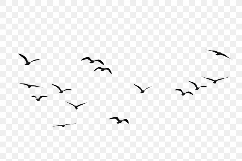 Bird Flock Clip Art, PNG, 1024x683px, Bird, Area, Black, Black And White, Flock Download Free