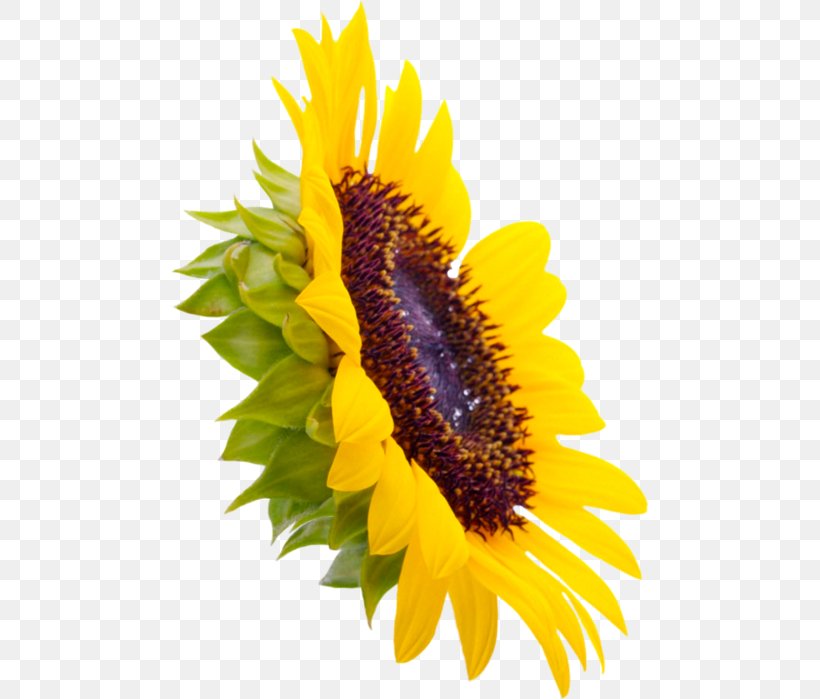 Common Sunflower Sunflower Seed Four Cut Sunflowers, PNG, 477x699px, Common Sunflower, Daisy Family, Flower, Flowering Plant, Four Cut Sunflowers Download Free