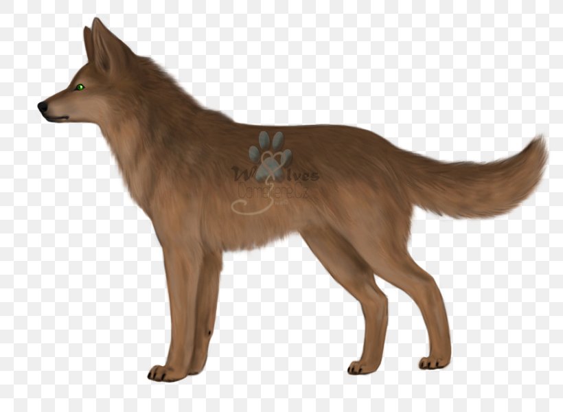 Kunming Wolfdog Saarloos Wolfdog Dingo Red Fox Coyote, PNG, 800x600px, Kunming Wolfdog, Breed, Carnivoran, Coyote, Dhole Download Free