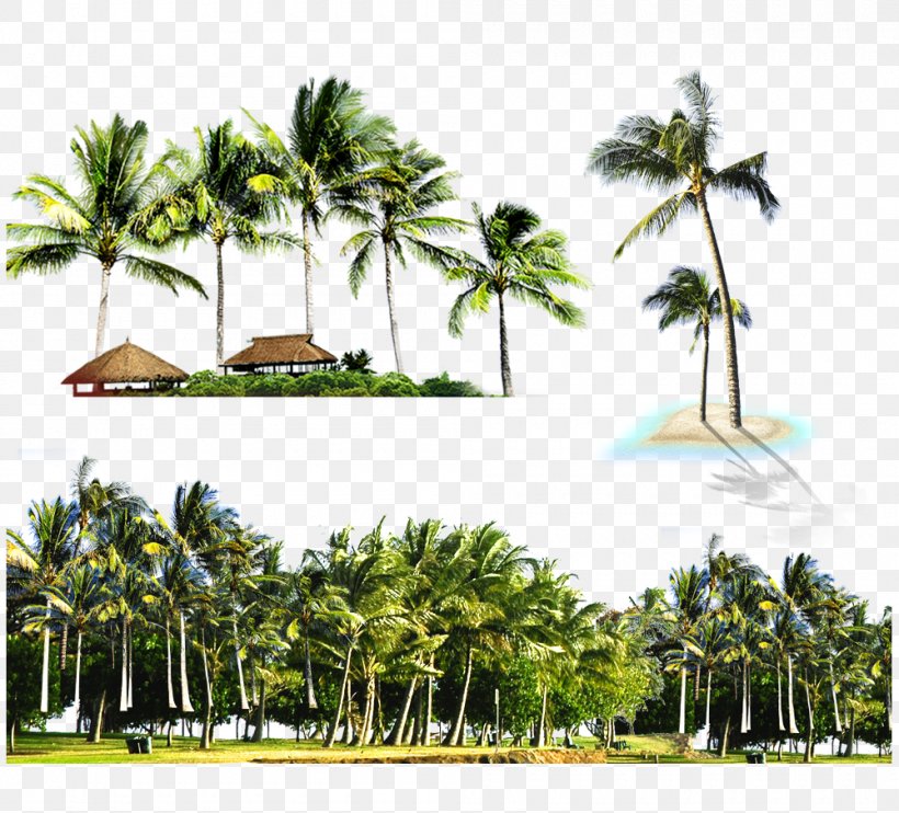 Kuta Light Beach Island Ceiling, PNG, 1000x905px, Kuta, Arecales, Beach, Borassus Flabellifer, Ceiling Download Free