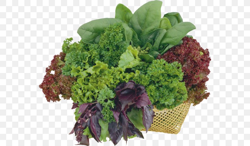 Romaine Lettuce Image Scanner Vegetable Herb Salad, PNG, 567x480px, Romaine Lettuce, Broccoli, Flowerpot, Food, Fujitsu Scansnap Sv600 Download Free