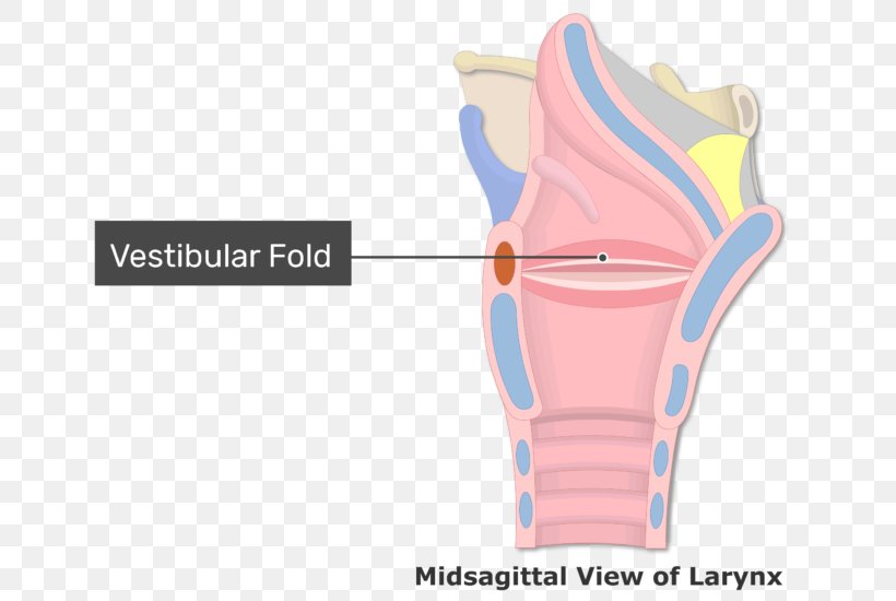 Vestibular Fold Vocal Folds Larynx Arytenoid Cartilage, PNG, 770x550px, Vestibular Fold, Anatomy, Arm, Arytenoid Cartilage, Epiglottis Download Free