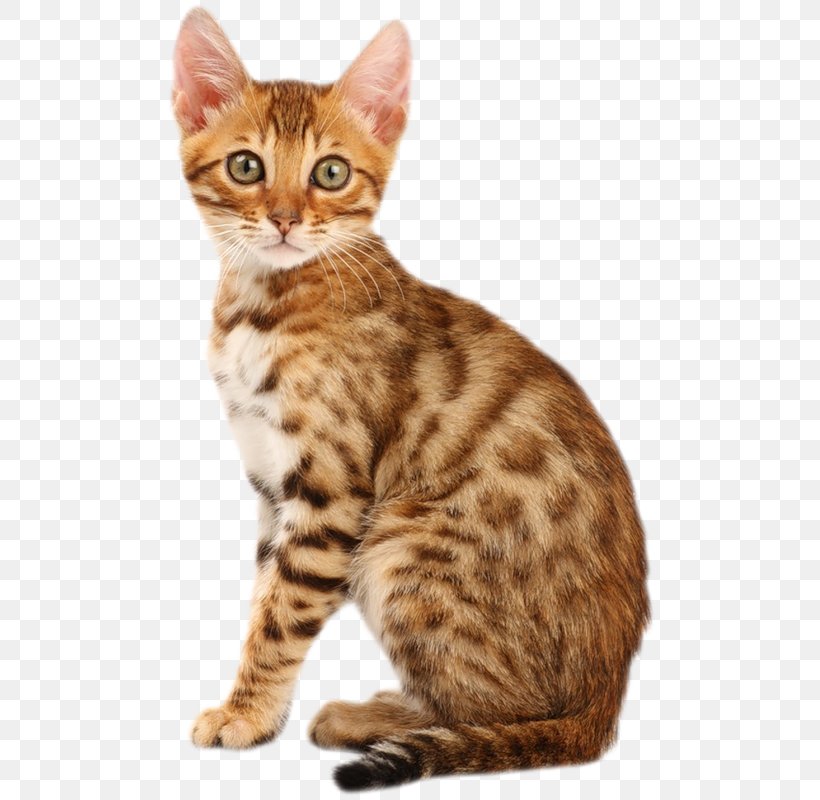 Bengal Cat Persian Cat British Shorthair Kitten American Bobtail, PNG, 496x800px, Bengal Cat, American Bobtail, American Shorthair, American Wirehair, Animal Download Free