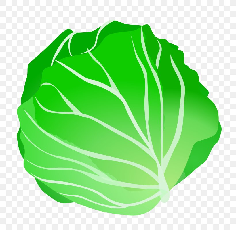 Cabbage Vegetable Clip Art, PNG, 800x800px, Cabbage, Chinese Cabbage, Food, Grass, Green Download Free