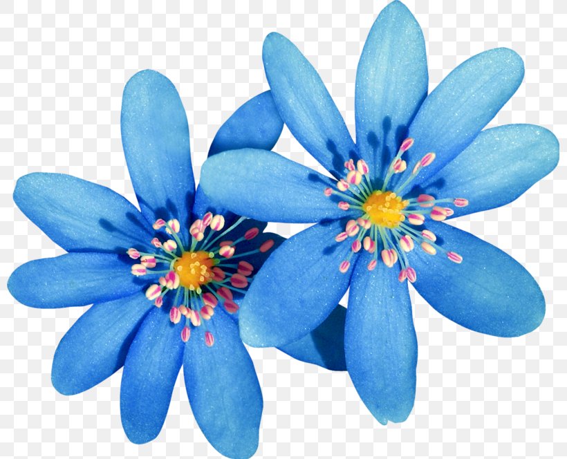Flower Clip Art Image Graphics Watercolor Painting, PNG, 799x664px, Flower, Blue, Canvas, Cartoon, Drawing Download Free