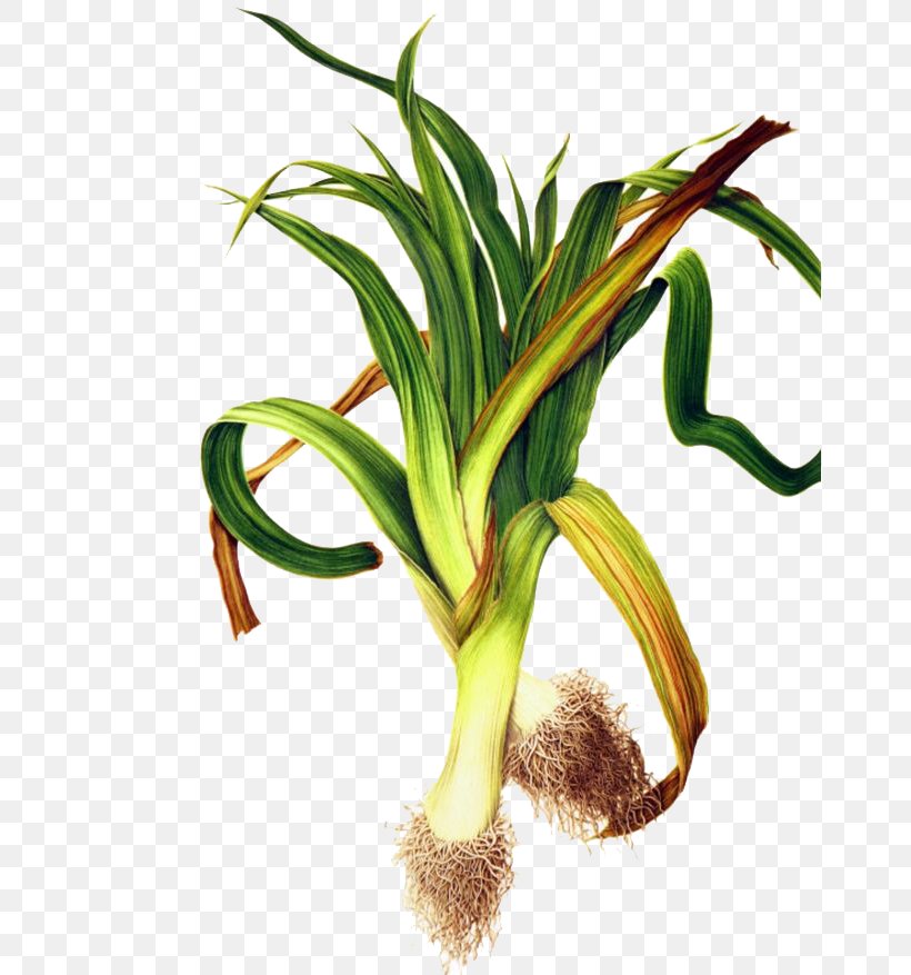 Leek Onion Elephant Garlic Allioideae, PNG, 658x877px, Leek, Allioideae, Allium, Allium Ampeloprasum, Amaryllidaceae Download Free