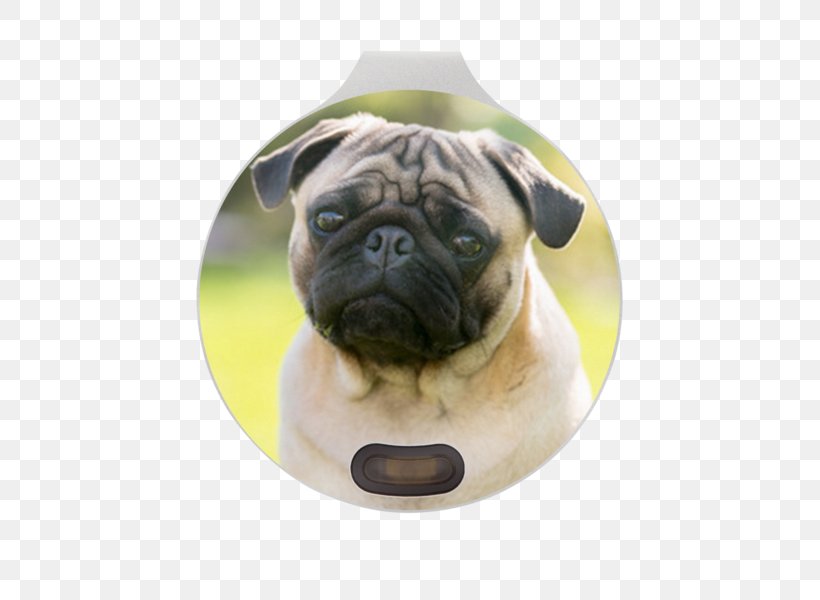 Pug Bulldog Puppy Dog Breed Eye, PNG, 629x600px, Pug, Animal, Breed, Bulldog, Canidae Download Free