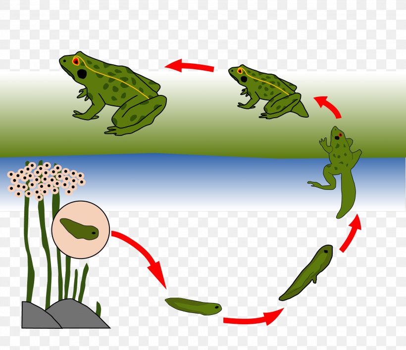 Toad True Frog Biological Life Cycle Tree Frog, PNG, 1983x1714px, Watercolor, Cartoon, Flower, Frame, Heart Download Free
