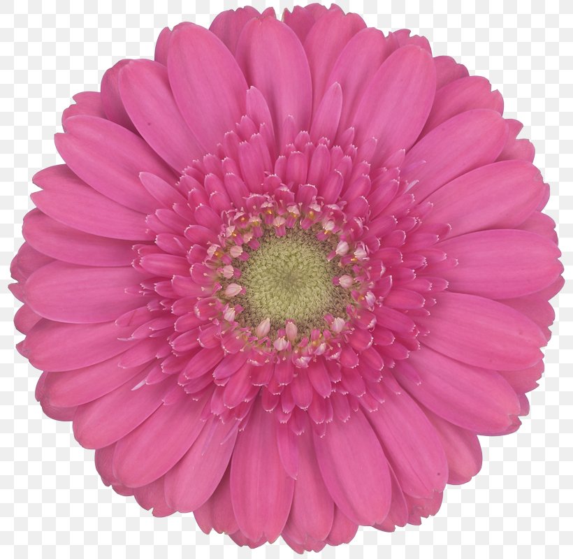 Transvaal Daisy Chrysanthemum Cut Flowers Daisy Family Chanel, PNG, 800x800px, Transvaal Daisy, Artificial Flower, Assortment Strategies, Aster, Barberton Daisy Download Free