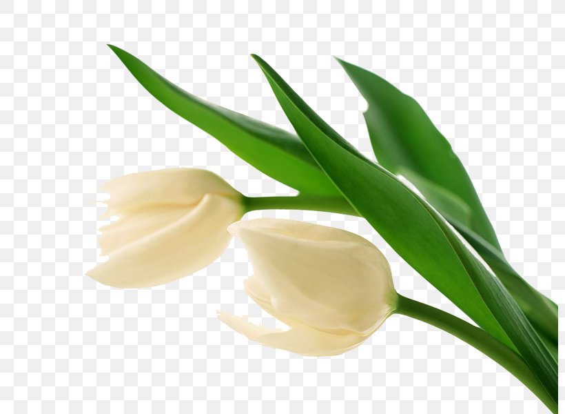 Tulip Wedding Dress Flower White Desktop Wallpaper, PNG, 800x600px, Tulip, Ball Gown, Blue, Bud, Dress Download Free