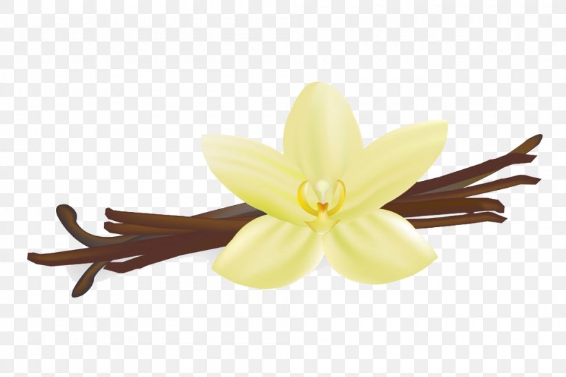 Vanilla Royalty-free Stock Photography Clip Art, PNG, 1000x667px, Vanilla, Drawing, Flavor, Flower, Petal Download Free