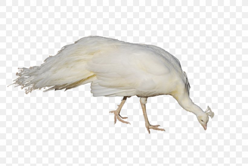 Albinism In Biology Bird Pavo, PNG, 900x602px, Albinism, Albinism In Biology, Animal, Beak, Bird Download Free