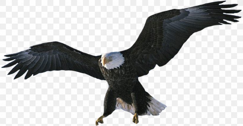 Bald Eagle Bird Desktop Wallpaper Hawk, PNG, 1200x625px, Bald Eagle, Accipitriformes, Animal, Animal Figure, Beak Download Free