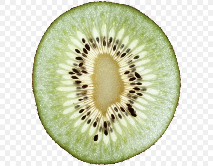 Kiwifruit Food PhotoScape, PNG, 583x640px, Fruit, Blueberry, Book, Food, Gimp Download Free
