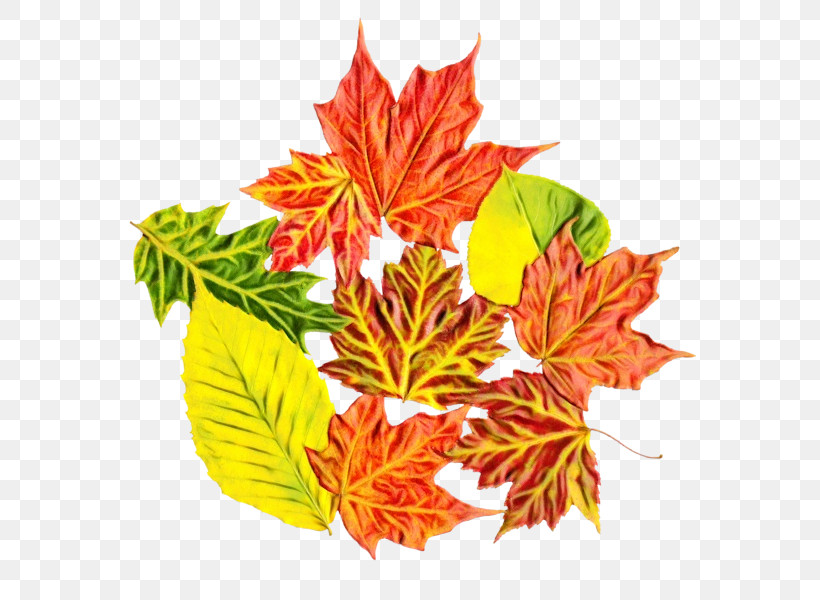 Maple Leaf, PNG, 600x600px, Watercolor, Biology, Flower, Leaf, Maple Download Free