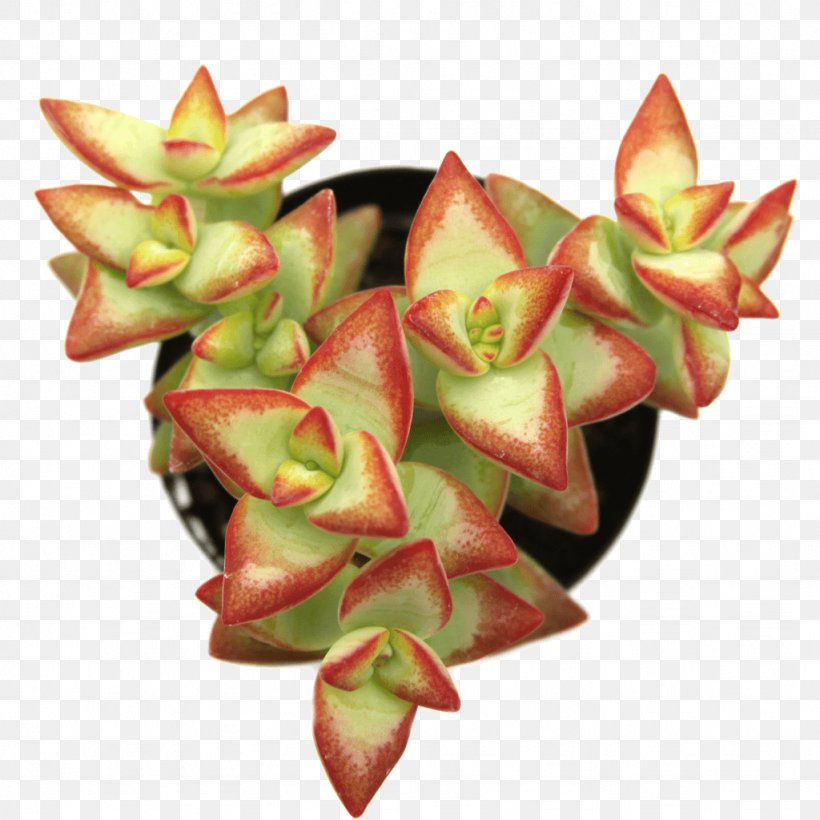 Pigmyweeds Succulent Plant Crassula Perforata Cactaceae, PNG, 1024x1024px, Pigmyweeds, Cactaceae, Crassula Perforata, Flower, Fruit Download Free