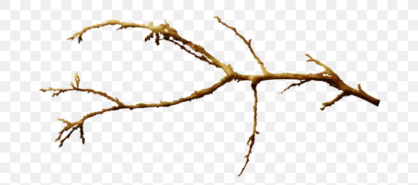 Twig Hoodie Branch Leaf Plant Stem, PNG, 700x364px, Twig, Branch, Gum Trees, Hoodie, Jacket Download Free