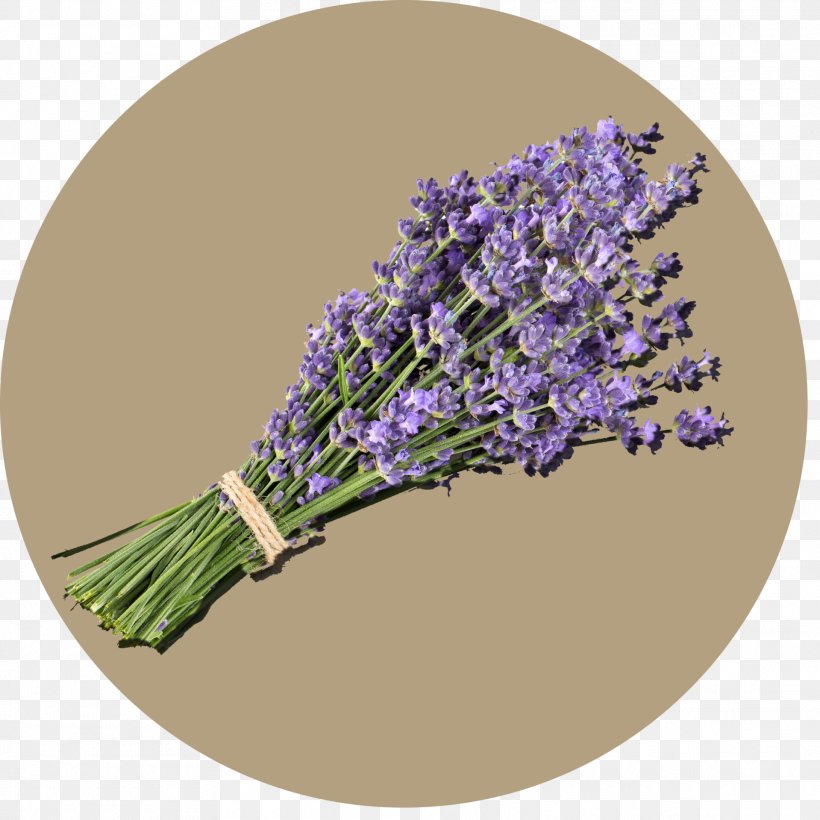 English Lavender, PNG, 1919x1919px, English Lavender, Flower, Lavender, Lilac, Plant Download Free