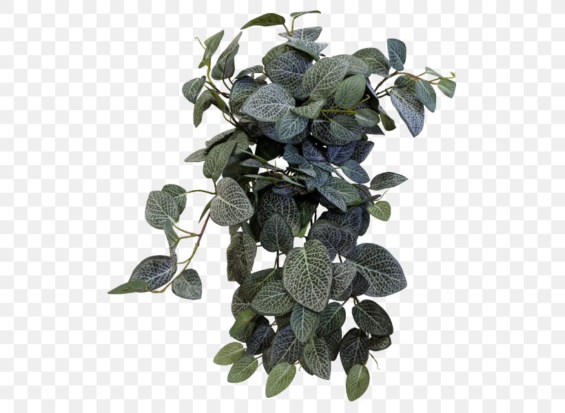 Fittonia Tree Leaf Shrub Peace Lily, PNG, 800x600px, Fittonia, Bush, Jmc Floral, Leaf, Peace Lily Download Free