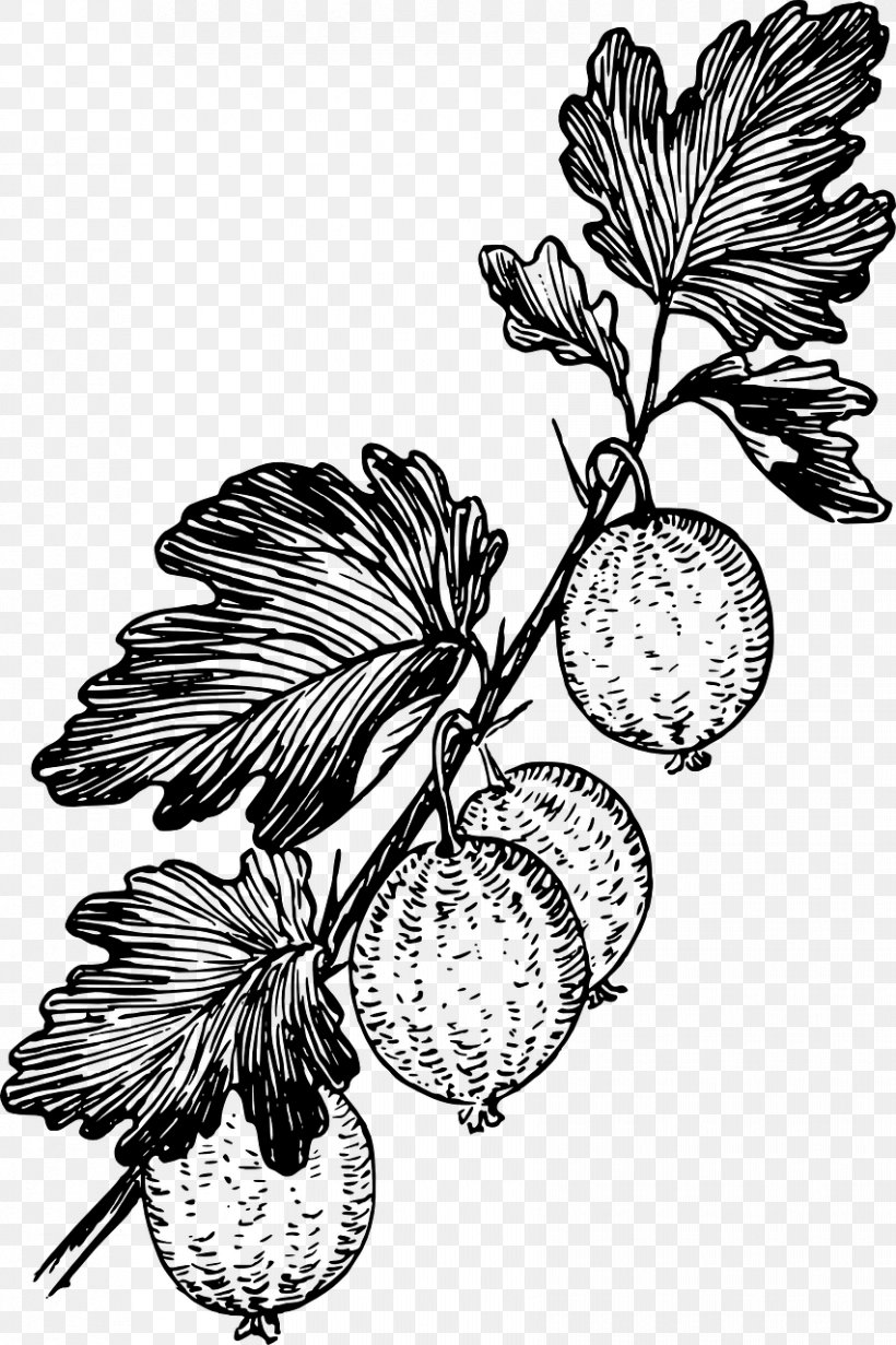 Gooseberry Drawing Grape Clip Art, PNG, 852x1280px, Gooseberry, Black And White, Branch, Currant, Diagram Download Free
