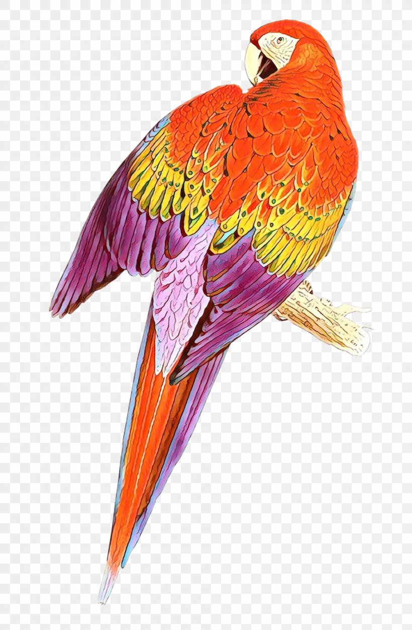 Orange, PNG, 1000x1528px, Cartoon, Beak, Bird, Macaw, Orange Download Free