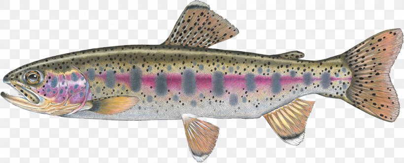 Salmon Cutthroat Trout Confluence Fly Shop Fall River, PNG, 1000x404px, Salmon, Animal, Animal Figure, Bony Fish, Cutthroat Trout Download Free