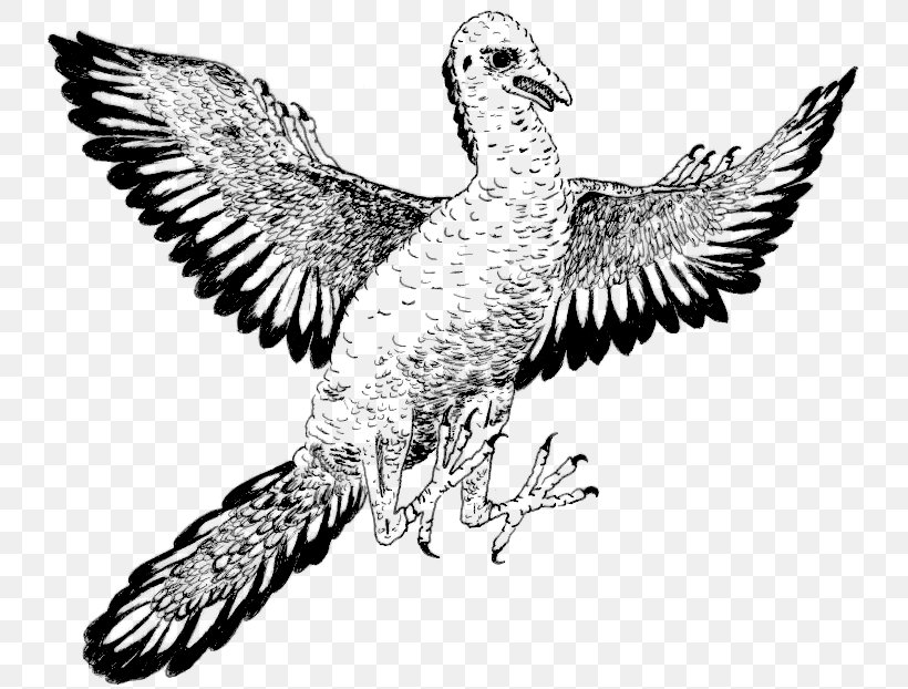 Archaeopteryx Bird Duck Dinosaur Clip Art, PNG, 751x622px, Archaeopteryx, Art, Beak, Bird, Bird Of Prey Download Free