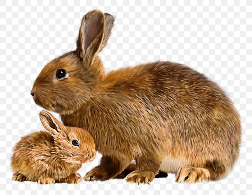 Mother Rabbit Flemish Giant Rabbit Domestic Rabbit Mini Lop, PNG, 1024x795px, Mother Rabbit, Animal, Breed, Cage, Child Download Free