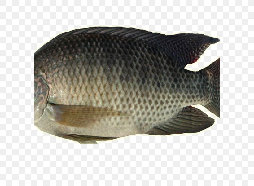 Nile Tilapia Fish Farming Food, PNG, 600x600px, Tilapia, Barramundi, Bass, Bony Fish, Cichlid Download Free