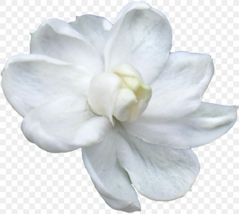 Arabian Jasmine Flower Thailand Petal Clip Art, PNG, 1920x1724px, Arabian Jasmine, Flower, Flowering Plant, Gardenia, Jasmine Download Free