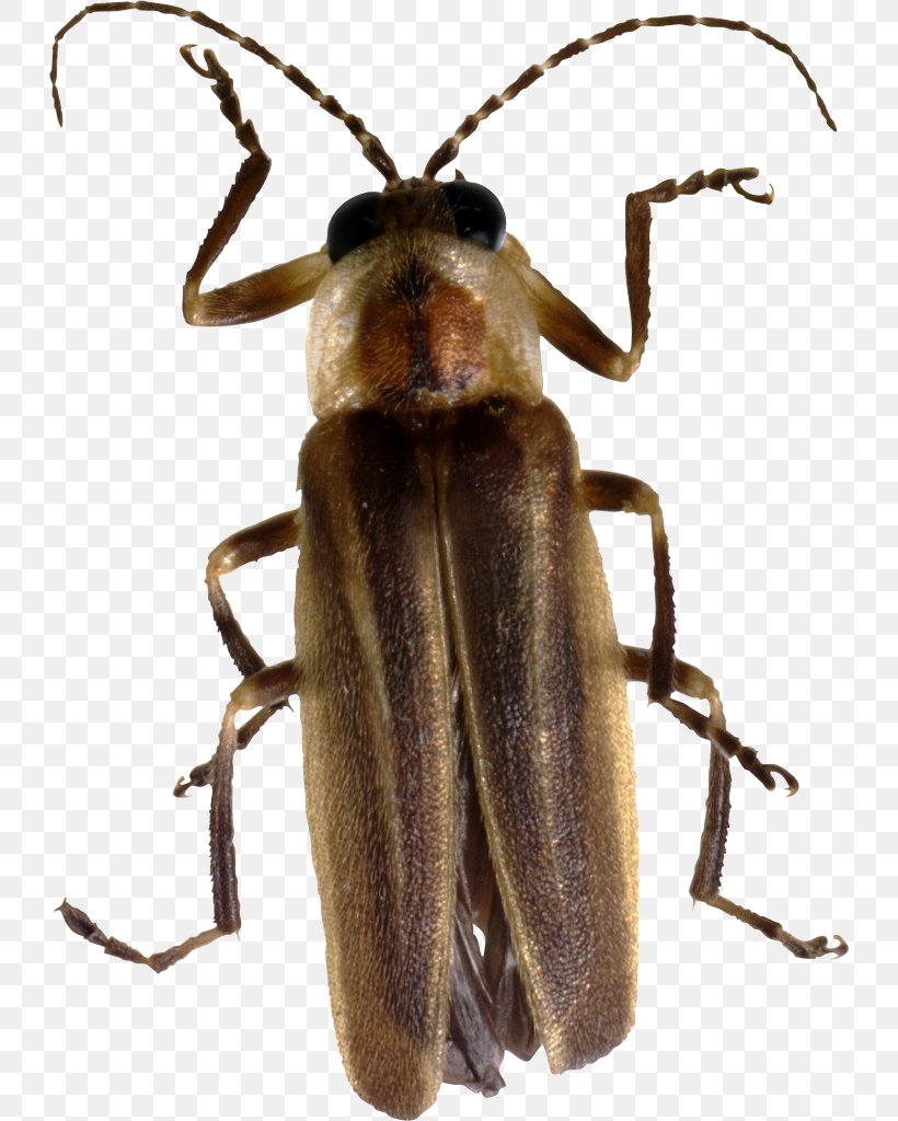 Beetle Firefly Arthropod, PNG, 730x1024px, Beetle, Arthropod, Cricket, Firefly, Image File Formats Download Free