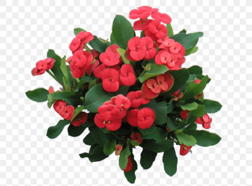 Garden Roses Crown-of-thorns Thorns, Spines, And Prickles Poinsettia Succulent Plant, PNG, 660x605px, Garden Roses, Annual Plant, Artificial Flower, Begonia, Crown Download Free