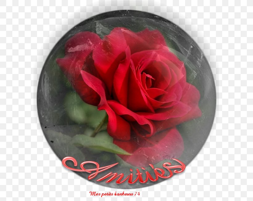 Garden Roses Valentina Теплоухова Daytime Явление, PNG, 652x652px, Garden Roses, Cabbage Rose, Cut Flowers, Daytime, Evening Download Free