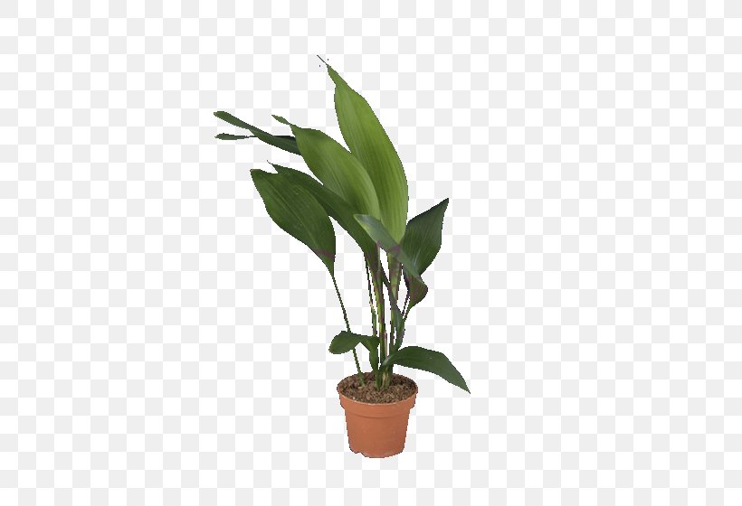 Leaf Flowerpot Plant Stem Houseplant, PNG, 460x560px, Leaf, Anthurium, Dendrobium, Flower, Flowering Plant Download Free