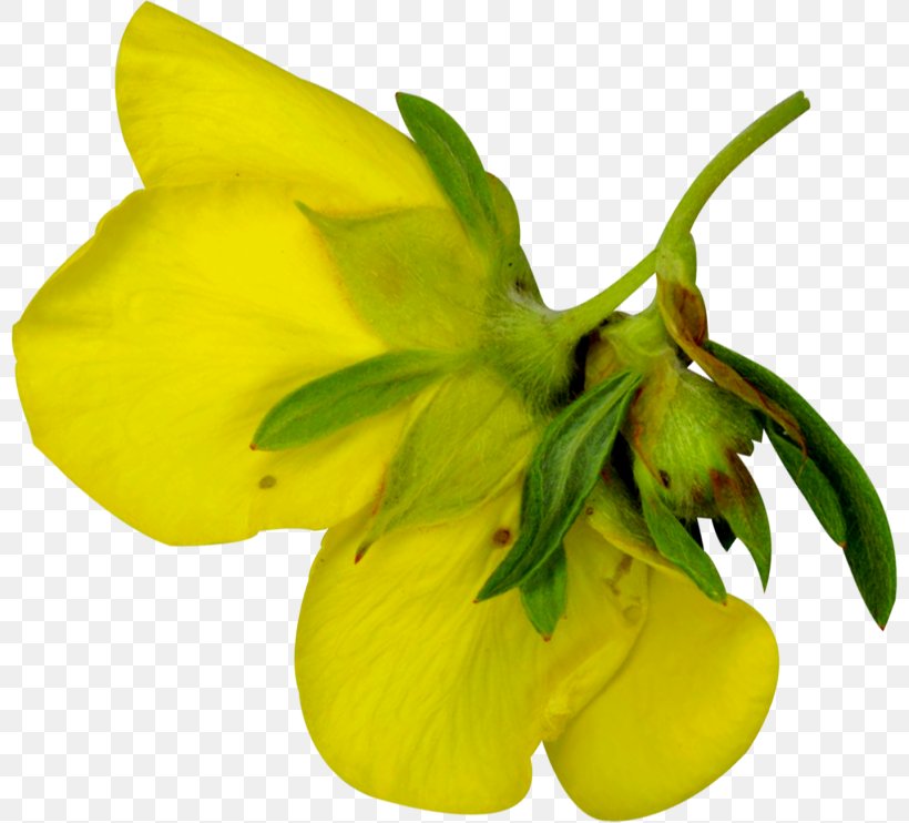 Petal Light Photography, PNG, 800x742px, Petal, Chart, Flower, Flowering Plant, Herbaceous Plant Download Free