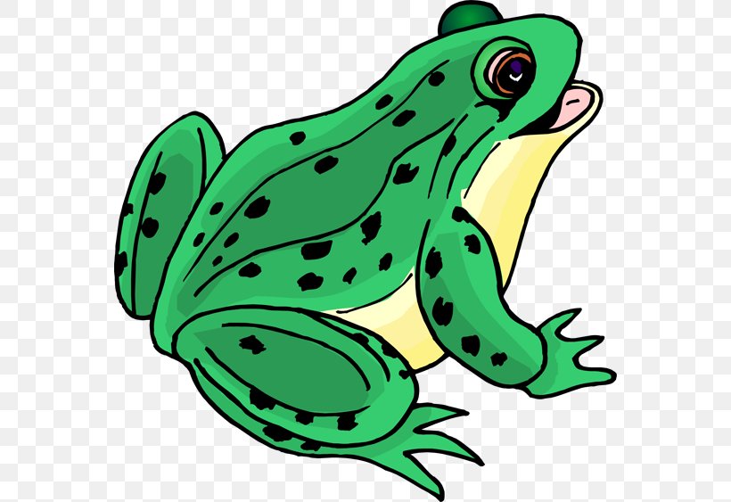 Tree Frog Clip Art, PNG, 564x563px, Frog, Amphibian, Animation, Artwork, Cartoon Download Free