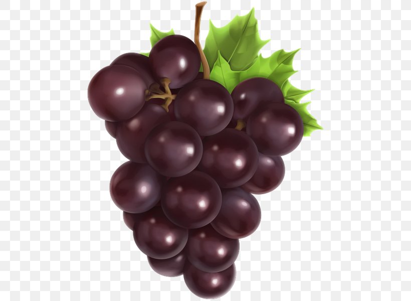 Common Grape Vine Grape Seed Oil Avocado Oil Grape Seed Extract, PNG, 480x600px, Common Grape Vine, Amazon Grape, Avocado Oil, Berry, Carrot Seed Oil Download Free