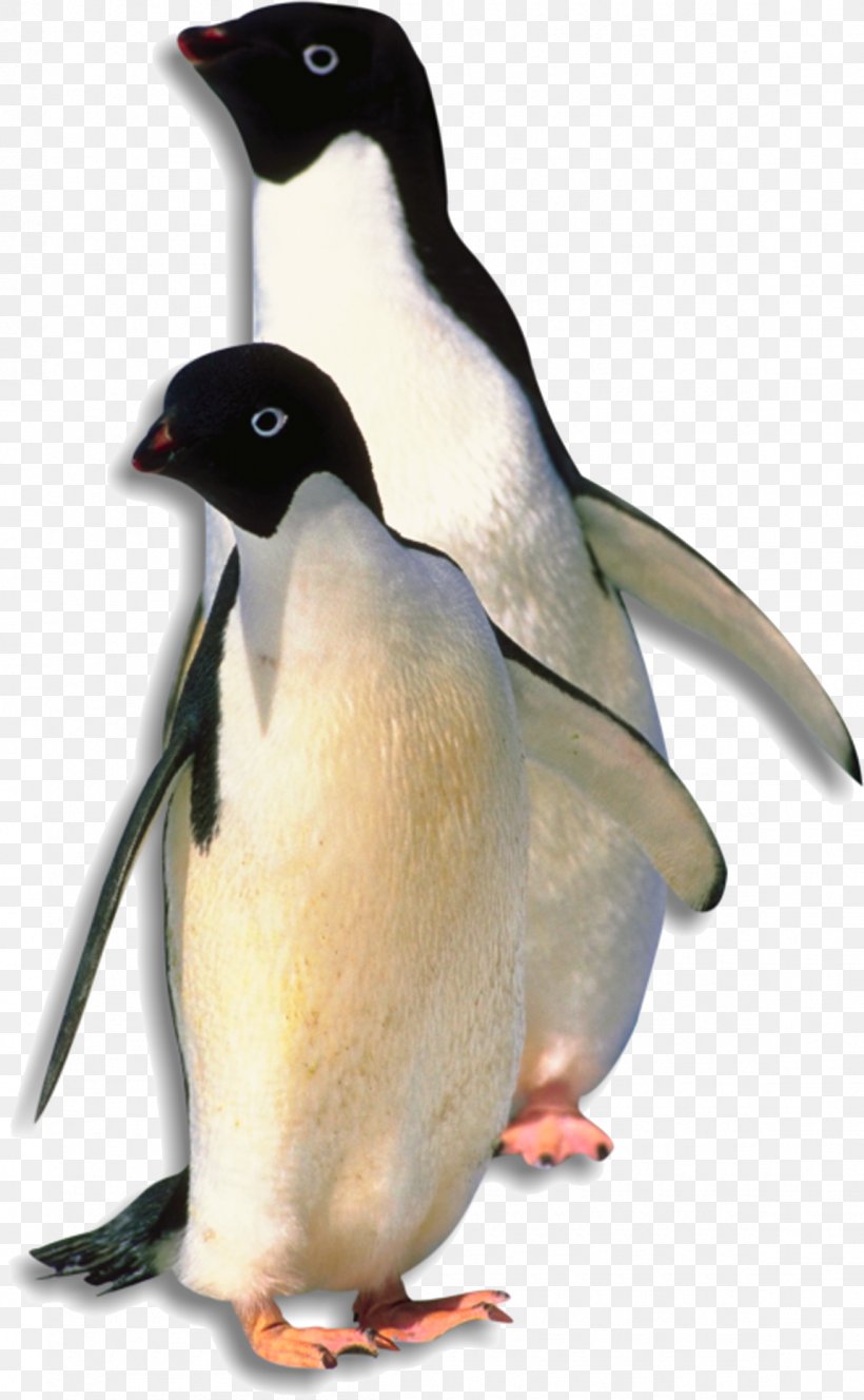 Antarctica Penguin Bird, PNG, 1150x1863px, Antarctica, Antarctic, Beak, Bird, Continent Download Free