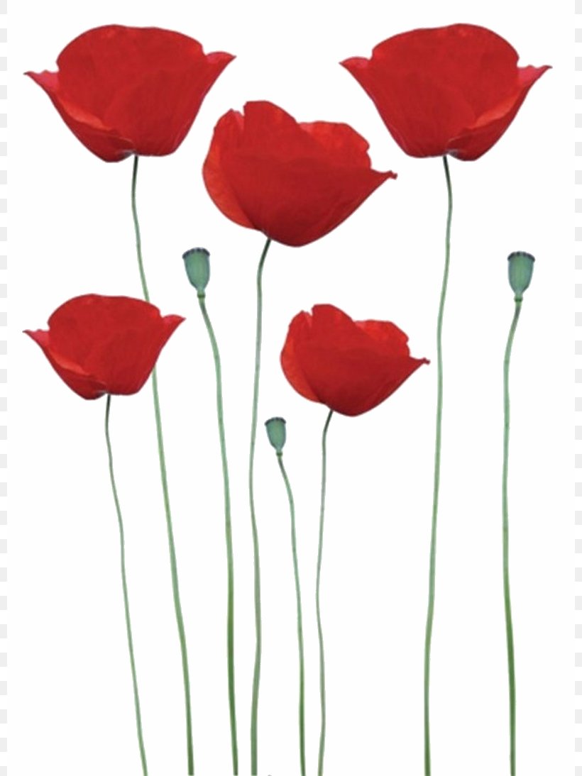 Common Poppy Flower Key Chains Remembrance Poppy, PNG, 800x1094px, Common Poppy, Artificial Flower, Coquelicot, Cut Flowers, Drawing Download Free