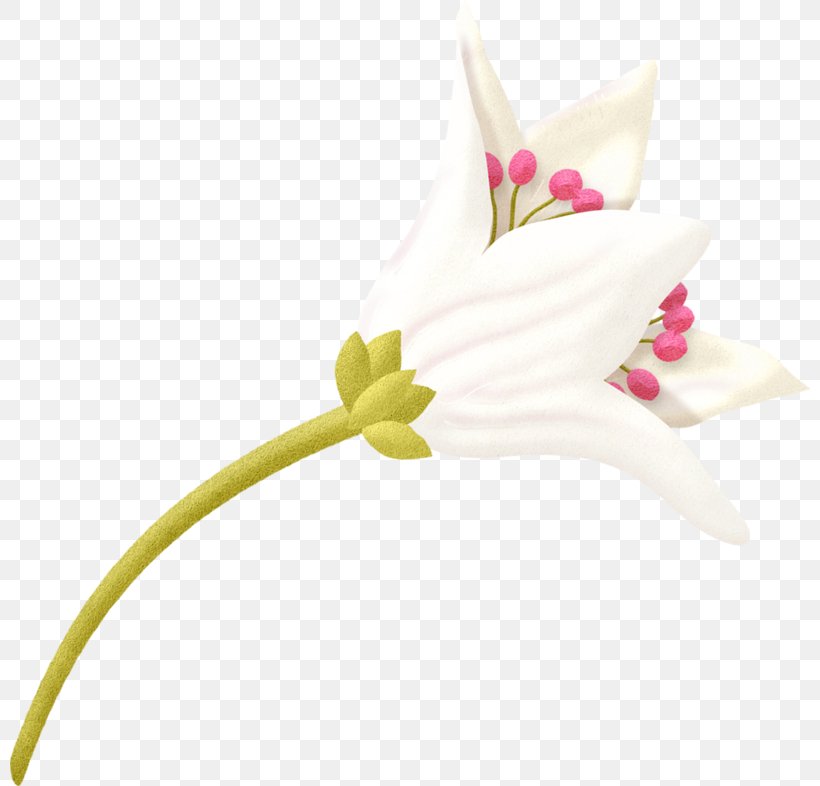 Lilium Flower, PNG, 800x786px, Lilium, Artworks, Cut Flowers, Designer, Flora Download Free